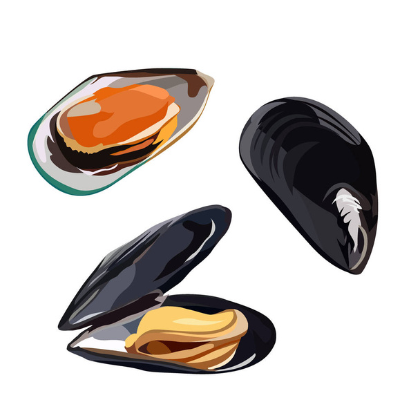 Raw mussels in shells icon isolated on white background, healthy food, fresh seafood, vector illustration. - Vector, Image