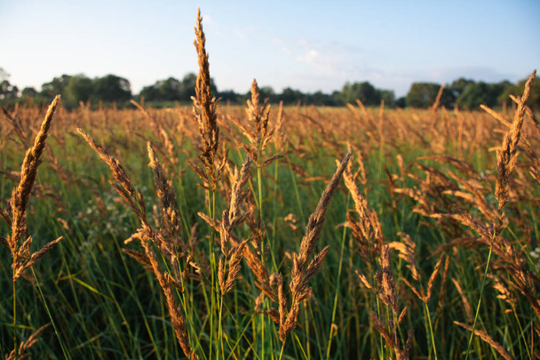 вид на пшеничне поле під час вечірнього сонячного світла
 - Фото, зображення