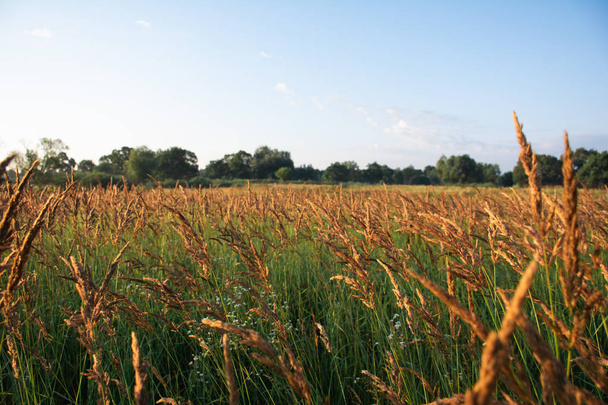 vue du champ de blé en plein soleil du soir
 - Photo, image