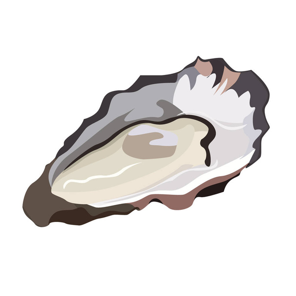 Auster im Muschelsymbol isoliert auf weißem Hintergrund, frische Meeresfrüchte, gesunde Ernährung, Vektorillustration. - Vektor, Bild