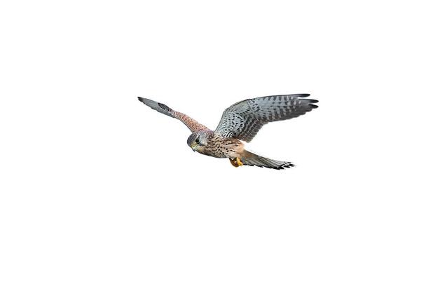 Common kestrel (Falco tinnunculus) - Photo, Image