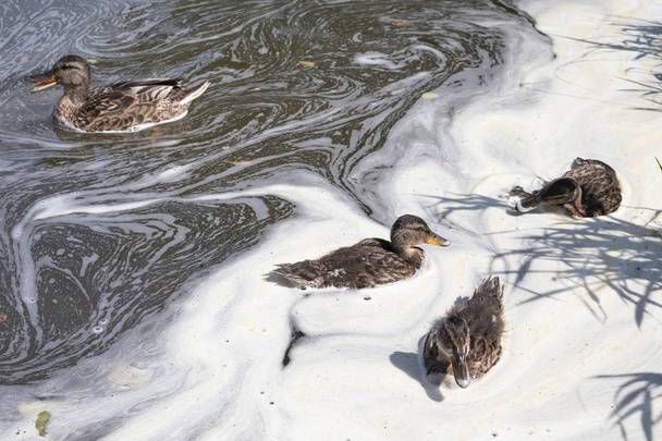 brown ducks swim in water with white foam on a sunny day - Zdjęcie, obraz