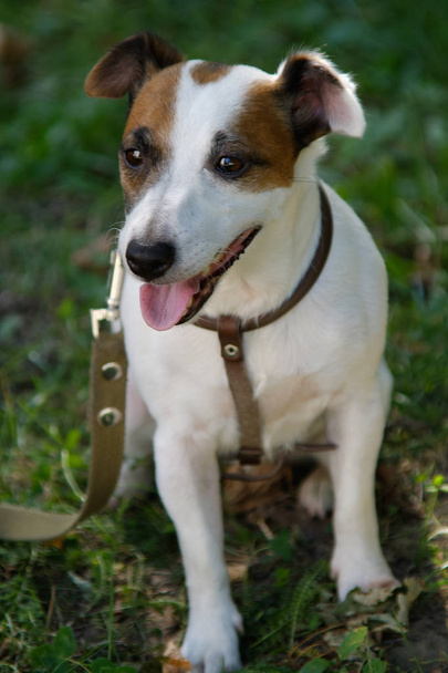 Jack Russell Terrier está sentado na grama
 - Foto, Imagem