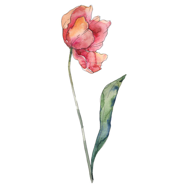 Red tulip floral botanical flower. Watercolor background illustration set. Isolated tulip illustration element. - Photo, Image
