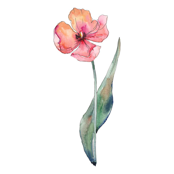 rote Tulpe Blumen botanische Blume. Aquarell Hintergrundillustration Set. isoliertes Tulpenillustrationselement. - Foto, Bild