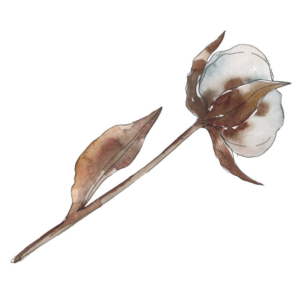 Cotton floral botanical flower. Watercolor background illustration set. Isolated cotton illustration element. - Фото, изображение