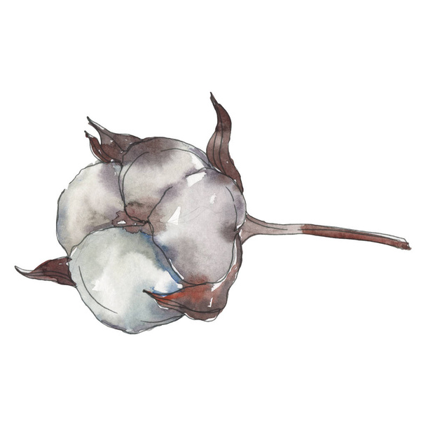 Cotton floral botanical flower. Watercolor background illustration set. Isolated cotton illustration element. - Zdjęcie, obraz