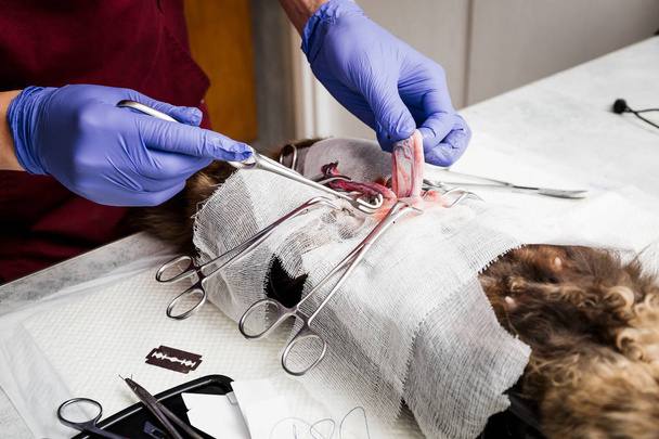 Esterilización de un gato. Cirugía abdominal en el primer plano del útero. Cirugía veterinaria para gatos, urolitiasis
. - Foto, imagen
