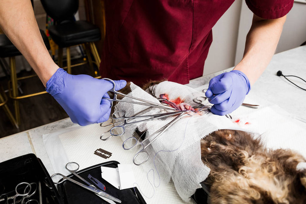 Bir kedinin sterilizasyonu. Rahim yakın çekimde karın ameliyatı. Veteriner kedi cerrahisi, ürolithiaz. - Fotoğraf, Görsel