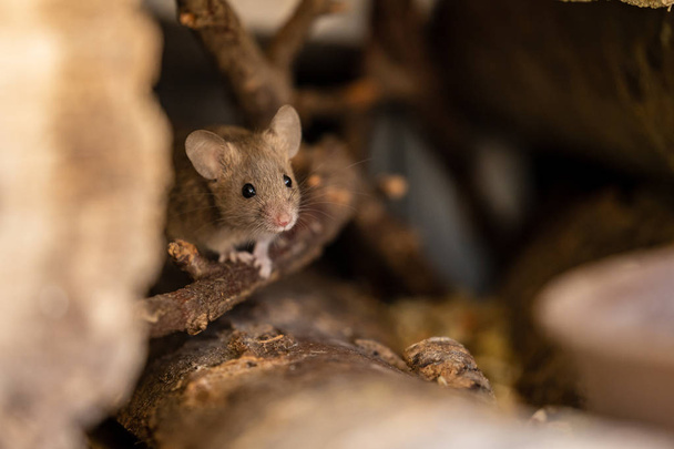 Ένα αξιολάτρευτο και χαριτωμένο μικρό ποντίκι - Φωτογραφία, εικόνα