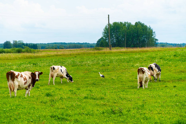 コウノトリと一緒に野原で放牧する牛 - 写真・画像