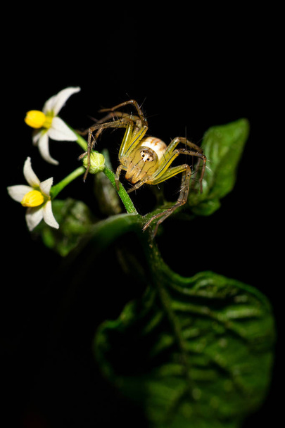 Spider is roaming naast Flower - Foto, afbeelding