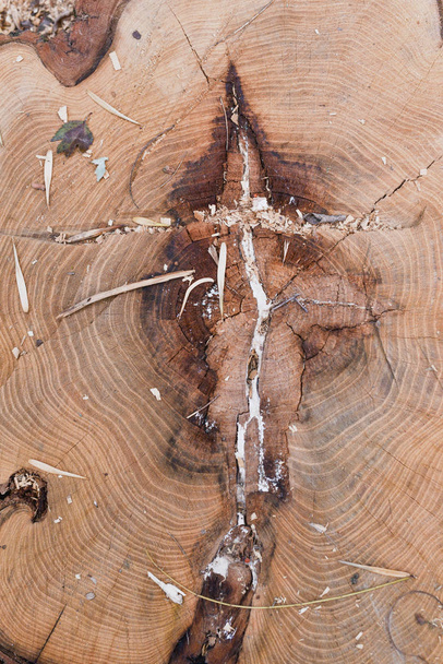 Termitové procházejí tunely a jedí dřevo, dřevo s termitovými poškozeniny. Pozadí dřevěné uličky - Fotografie, Obrázek