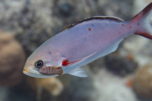 Creolefish con parásito
 - Foto, Imagen