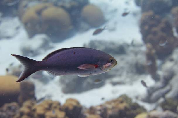 Creolefish a parazita - Fotó, kép