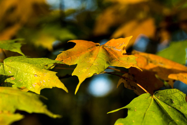 Красивый красочный осенний кленовые листья затылок с размытым фоном
 - Фото, изображение