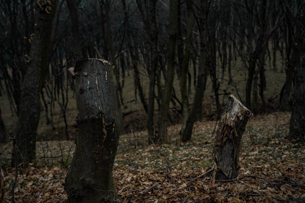 δύο κούτσουρα από κομμένα δικερικά δέντρα σε άγρια δάση στη Δυτική Ουκρανία - Φωτογραφία, εικόνα