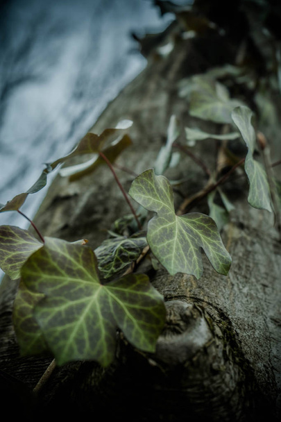 Vahşi ormanda eski ihtişamlı gürgen ağacına tırmanan ortak sarmaşık sanat resmi kadar yakın - Fotoğraf, Görsel