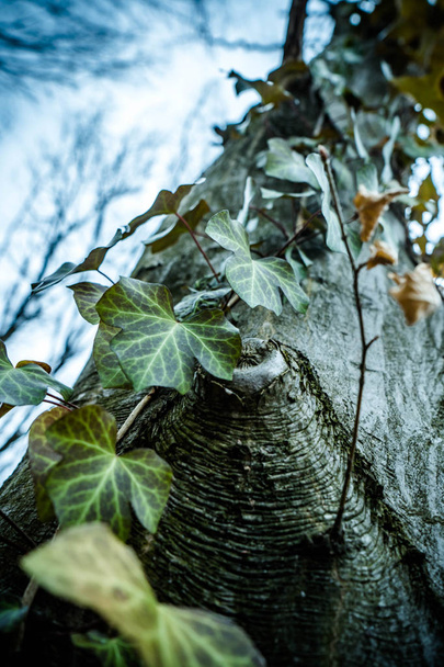 Close up art picture of common ivy climbing on the old majesty hornbeam tree in wild forest - Valokuva, kuva
