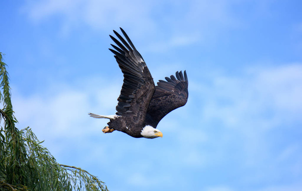 Лисий орел після зльоту з окуня - Фото, зображення
