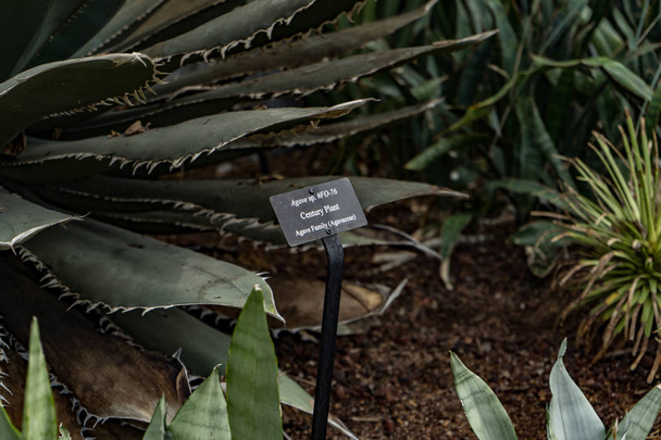 il segno vegetale del secolo e in realtà quella pianta nel giardino botanico
 - Foto, immagini