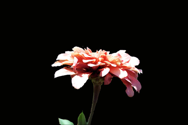 Λουλούδι σε ροζ αποχρώσεις σε μαύρο φόντο - Φωτογραφία, εικόνα