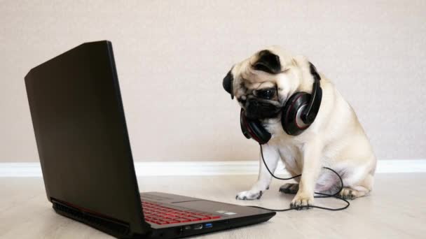 Vicces mopszli kutya nagy fejhallgató néz a képernyőn egy laptop számítógép - Felvétel, videó