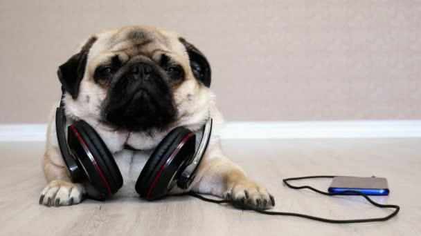 Cansado y tranquilo perro pug se relaja mientras escucha música desde el teléfono inteligente en los auriculares
 - Imágenes, Vídeo