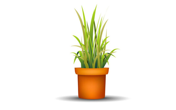 grama verde em vaso no fundo branco
 - Vetor, Imagem