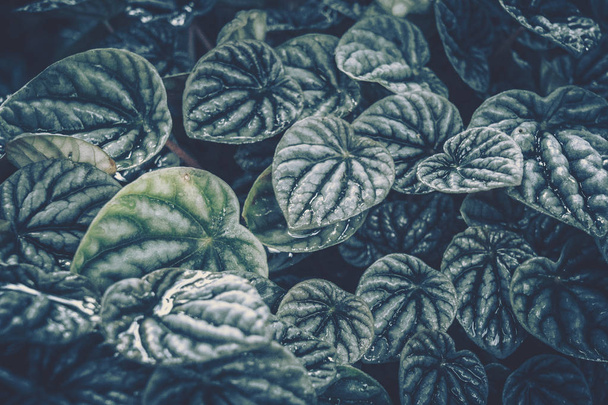Green leaves pattern; Natural background; vintage style - Foto, Imagem