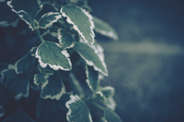 Візерунок зеленого листя; Природний фон; вінтажний стиль
 - Фото, зображення