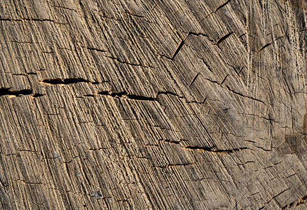 Texture of old wood. Background image. Macro photo - Фото, зображення