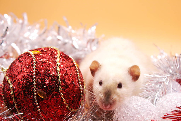 Rat among Christmas toys. Happy New year. year of rat 2020 - Photo, Image