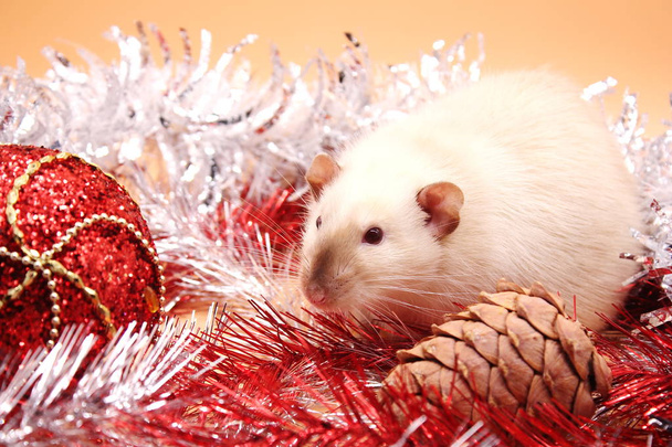 A rat sits among tinsel near a red Christmas ball and a fir cone. - Zdjęcie, obraz