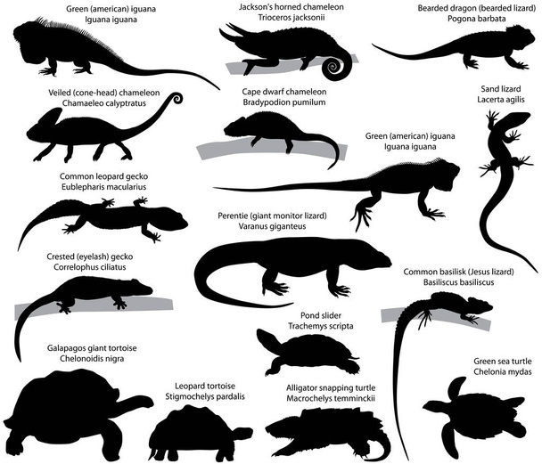 Colección de siluetas de reptiles
 - Vector, Imagen