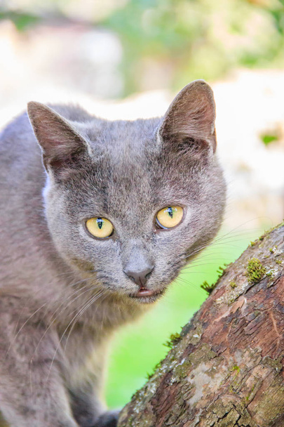 Пухнастий кіт сидить на гілці дерева. Тварина. Кіт на прогулянку у дворі. Кіт скелелазіння
. - Фото, зображення