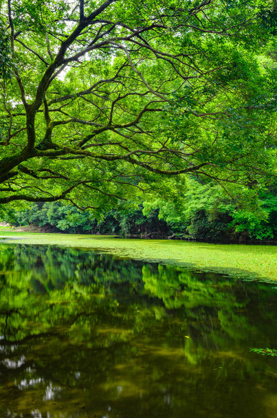 Tree overlooking pond - Фото, зображення