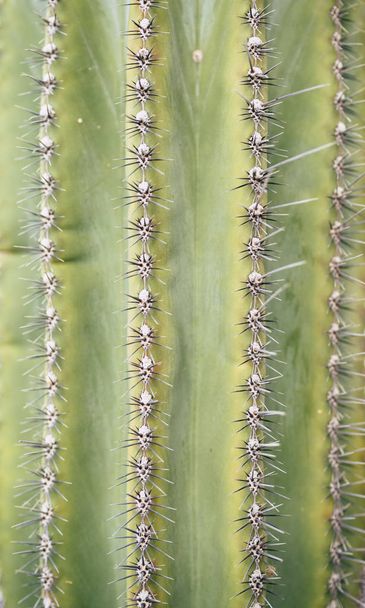 natürlicher Hintergrund mit grünem Kaktus, Umweltkonzept - Foto, Bild