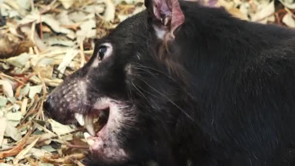 Australian Tasmanian Devil outside during the day. - Footage, Video