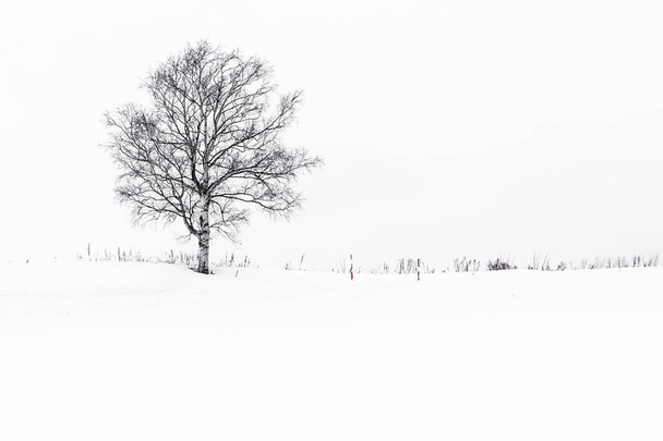 Hermoso paisaje con árbol solitario en la temporada de invierno de nieve
 - Foto, imagen