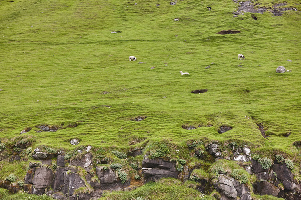 Koyun otlatma ile Faroe adalarında Yeşil manzara - Fotoğraf, Görsel