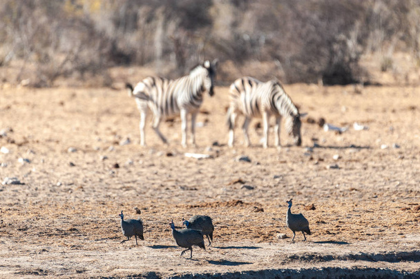 Un grupo de cebras en Etosha
 - Foto, imagen