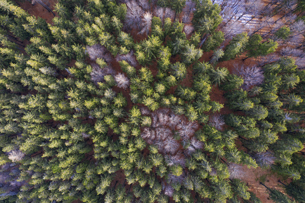 Mixed forest from aerial view. Bark beetle attacking the forest. - Photo, Image