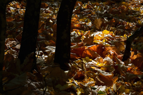 森の秋の太陽  - 写真・画像