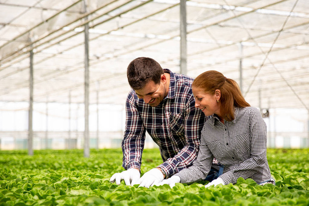 Two agronomist engineer controls the quality of the salad plantation. - Foto, afbeelding
