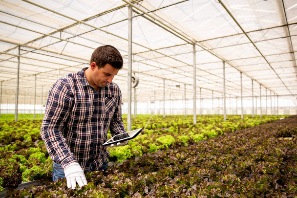 Férfi munkás kutatások saláta növények tabletta a kézben - Fotó, kép