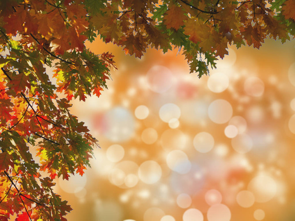 Podzimní strom odchází. Abstraktní podzimní přírodní zázemí. Pozadí nápisu s prostorem pro kopírování, tónové a rozmazané - Fotografie, Obrázek