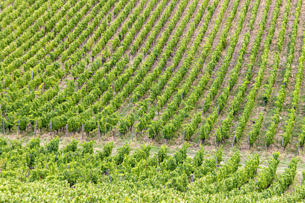 detail of vineyard in the tuscany - 写真・画像