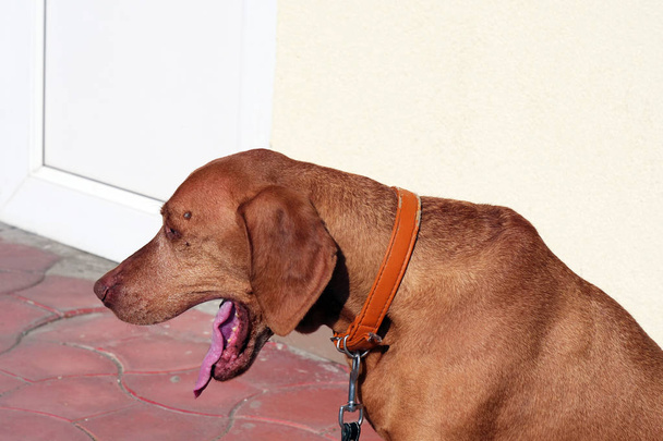 Cabeza y parte superior del cuerpo de un perro húngaro vizsla mientras bosteza
 - Foto, Imagen