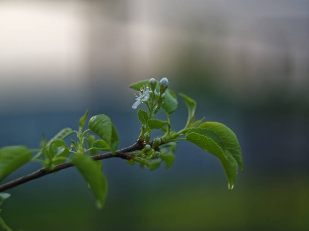 Яблучне листя в саду після дощу, Russi - Фото, зображення